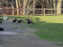 Wild Turkeys Gleaning Grain from the Horses